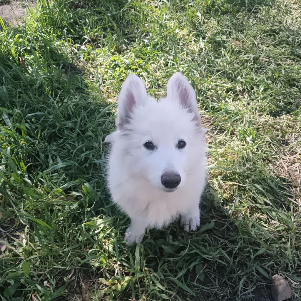 Alisée Fauvel Lubin - Berger Blanc Suisse - Portée née le 15/04/2025